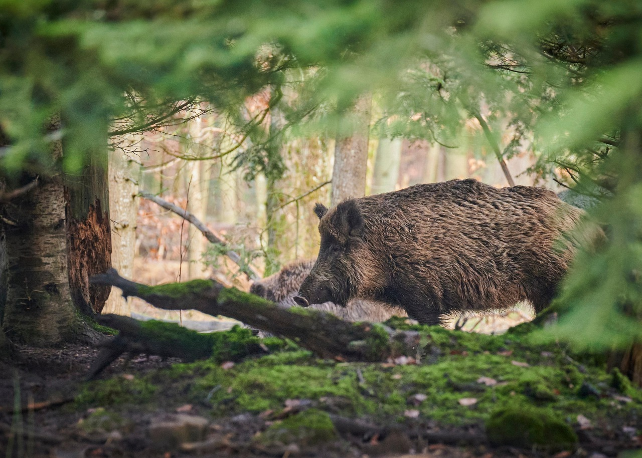 Bild Wildschwein