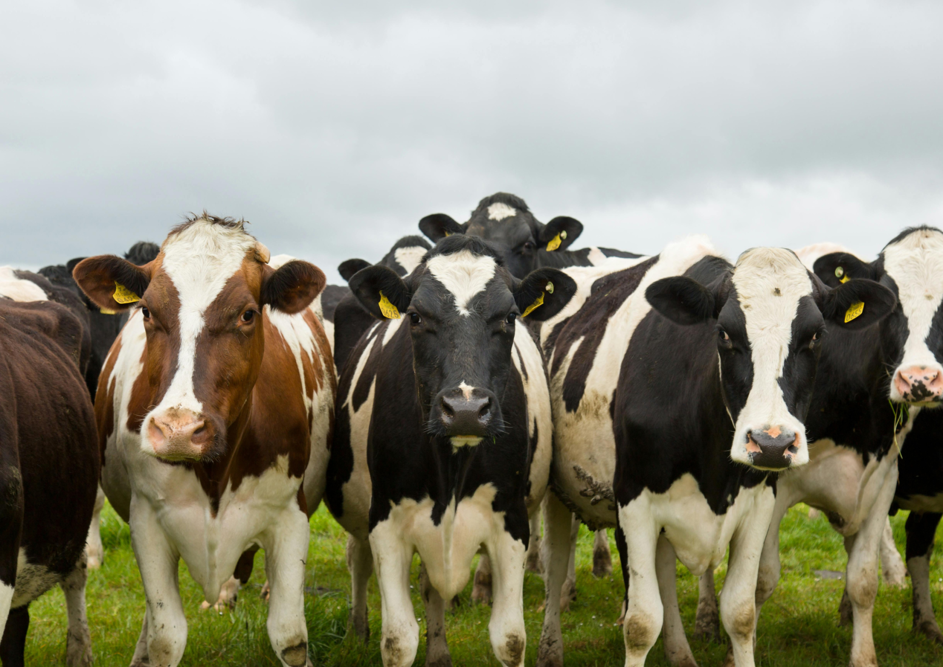 Rinder auf der Weide