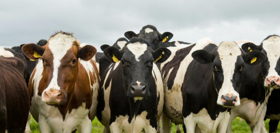 Rinder auf der Weide