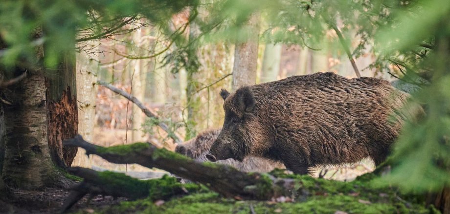 Bild Wildschwein