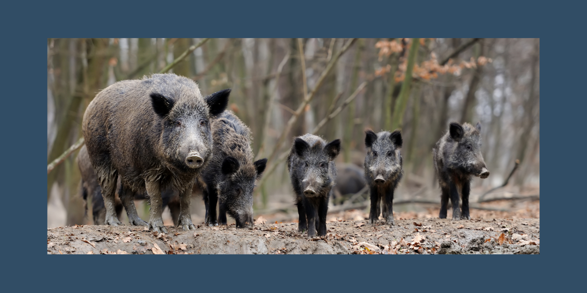 Trichinenuntersuchung